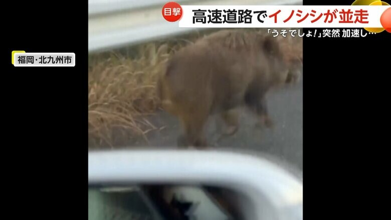 まるで車と競いあうかのように走り出したイノシシ