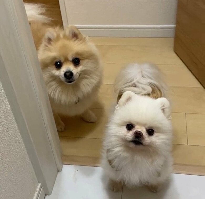 散歩に行きたくて圧をかける2匹