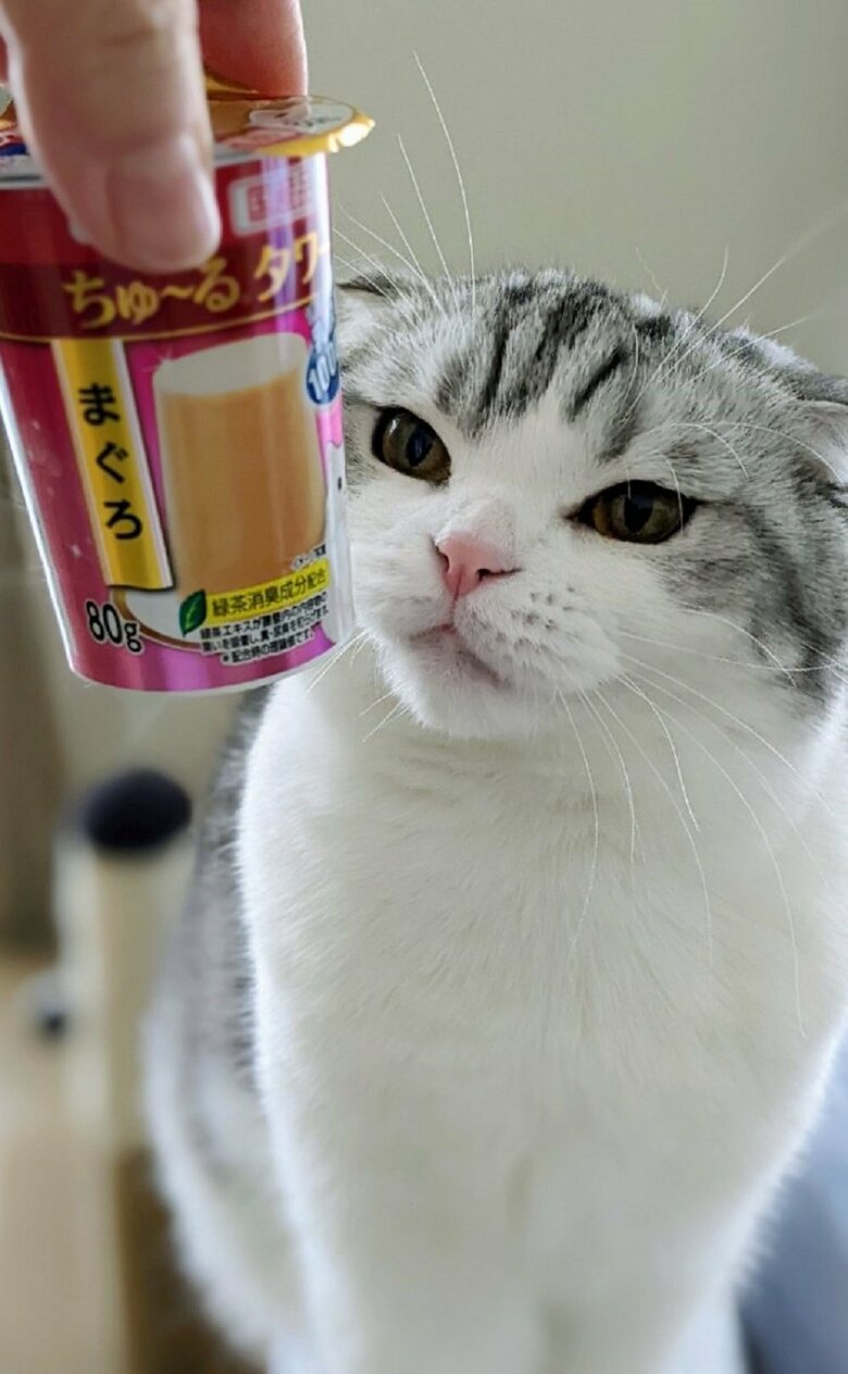 4歳の誕生日でちゅ～るをもらう倫太郎くん