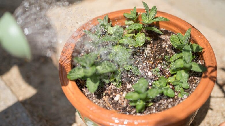 水のあげかたは慎重に（画像はイメージ）