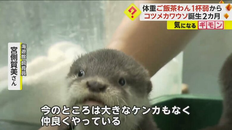 4匹仲良く育っているというコツメカワウソの赤ちゃん
