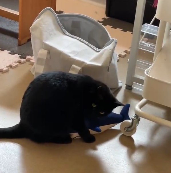 提供：マクーさん