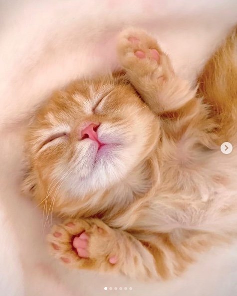 提供：IG @hinako_munchkinさん