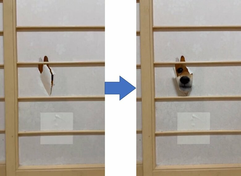 ビリビリ音がしたため見るとすでに穴が開いていた。まるくんを呼ぶと登場！