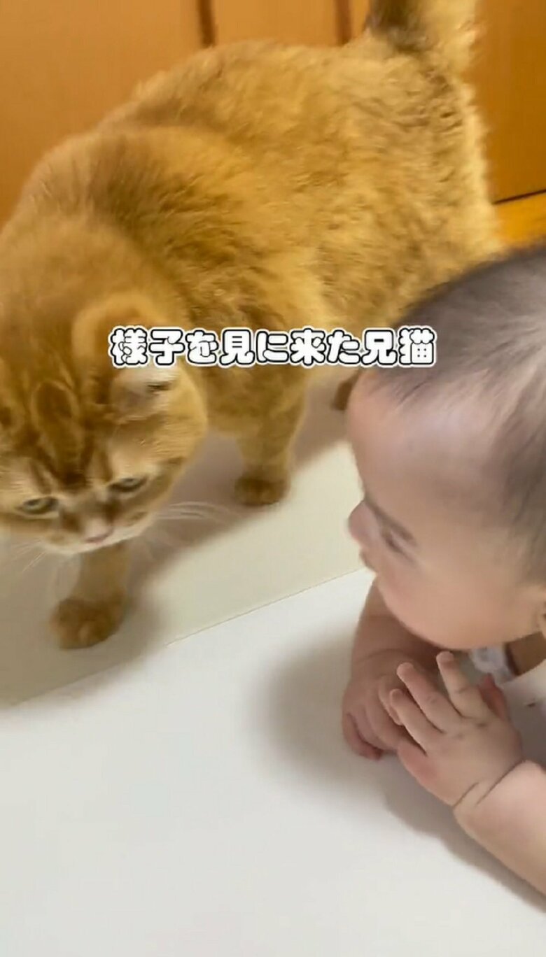 こまるくんが様子を見にそばに来た