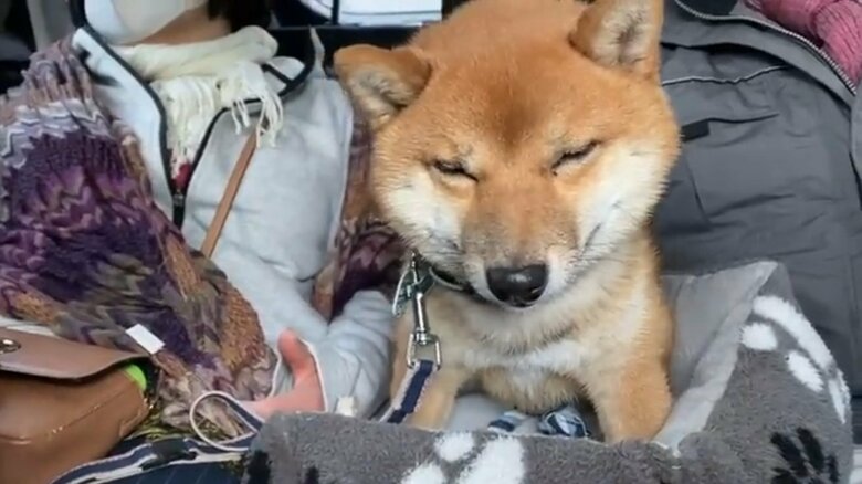 コロ助くん。車で移動中、実家の両親の間でウトウト…