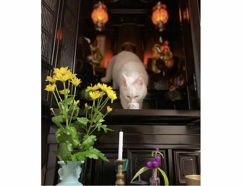 提供：絵子猫さん