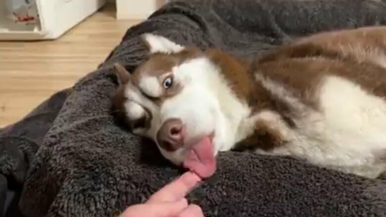 普段からよく舌がでているという