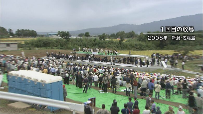 新潟県の佐渡で行われたトキの放鳥（2008年）