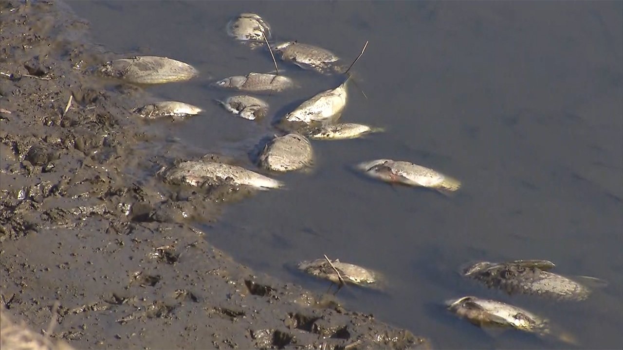 魚が川で 数千匹 大量死 川の水減り酸欠か 宮城 角田市 Fnnプライムオンライン Goo ニュース