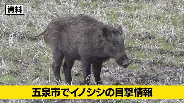 【イノシシ】新潟・ 五泉市でイノシシ目撃情報2件　警察が付近住民に注意呼びかけ