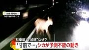コンビニ駐車場に入り一気に加速“ショートカット追い越し”の瞬間　「寸前でチョチョチョっと…」止まっていたシカが突然飛び出し車と衝突