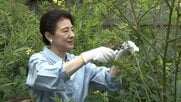 皇后さまが今年のご養蚕終えられる　「御養蚕納の儀」で生糸を神前にお供え　陛下や愛子さまも作業