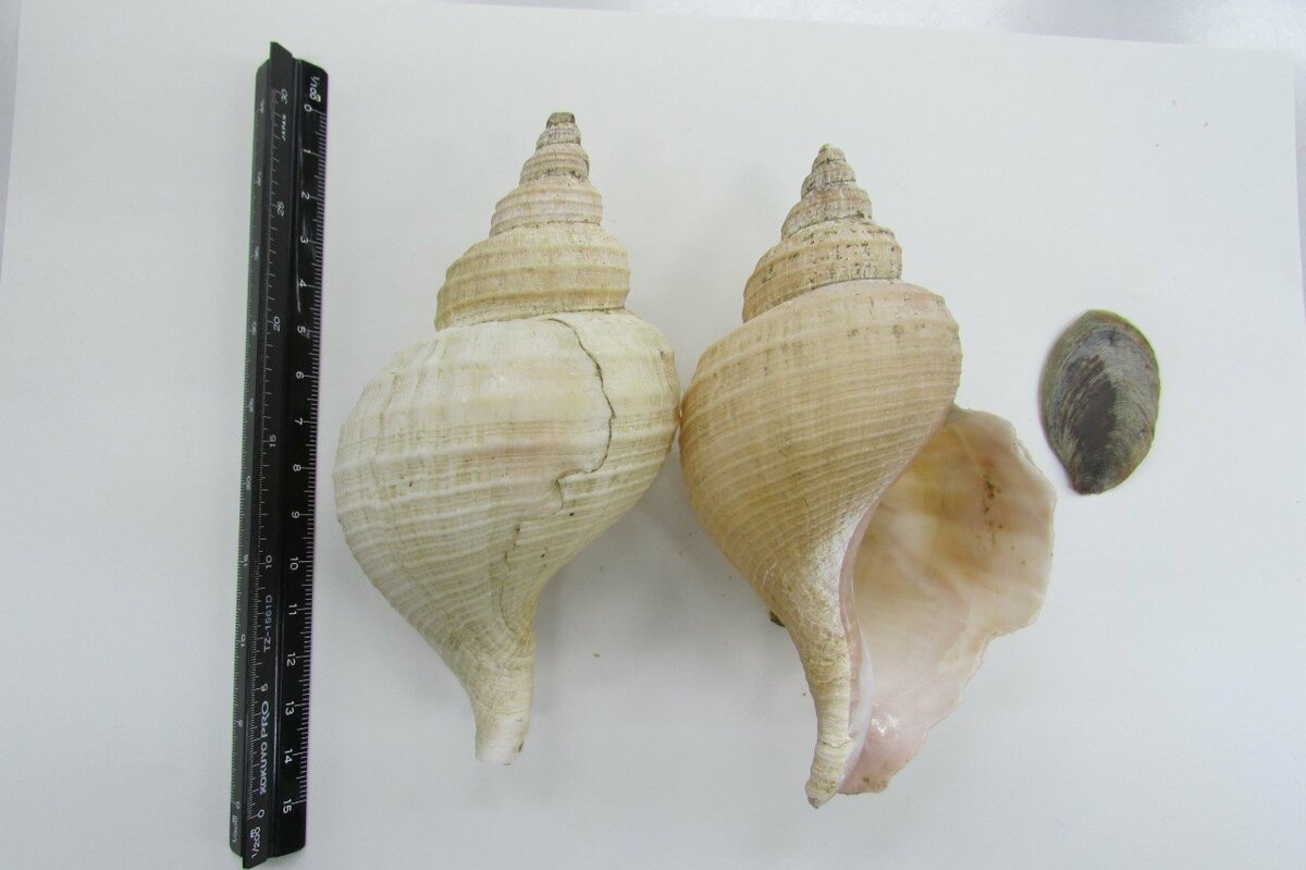 長野県で初の ツブ貝食中毒 有毒成分含む 唾液腺 を除去せず 2人にめまいや吐き気 保健所 必ず唾液腺除去して Fnnプライムオンライン