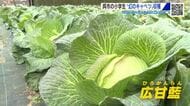 「幻のキャベツ」を小学生が収穫体験　「広甘藍」葉の柔らかさと甘みが特徴の伝統野菜　ひとつずつ丁寧に　
