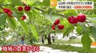 3年連続赤字乗り越えようやくたわわに実ったサクランボ収穫・就農4年若手農家の意地と執念　山形・山辺町