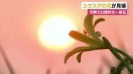 可憐で幻想的な一夜花「ユウスゲ」の花が見頃　南伊豆町・石廊崎の絶景のそむ公園で
