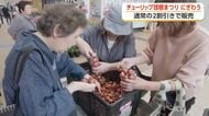 「球根まつり」開幕、詰め放題に列　チューリップ四季彩館で12日まで　富山県砺波市