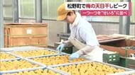「熱中症予防で食べて」松野町でウメの天日干し作業ピーク　特産を梅干しに　本場・和歌山で加工【愛媛】