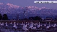 【動画あり】富山で越冬するハクチョウたちの一日　常願寺川河口で羽を休める260羽 
