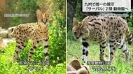 宮崎市フェニックス動物園にサーバルが仲間入り　九州で唯一の展示