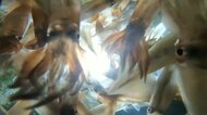 不漁続くスルメイカ…2025年度漁獲枠過去最少「7割減」か　「白身魚の高級魚と同じレベルに」寿司店からも懸念の声　値上がりは「あたりめ」にも