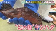 大阪湾に“幻の高級魚”が復活 その理由は30年前の関空建設時に…