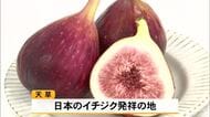 『天草南蛮柿フェア』イチジクを使ったスイーツやカレーなど試食会【熊本】
