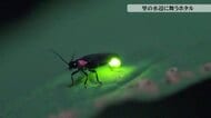 無数のホタルが放つ星空に負けない輝き　豊かな緑と水に恵まれた里の水辺でホタルが乱舞