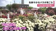 750種類・約3300株が開花　色鮮やかなバラが満開　開花は例年より早め　赤・黄・ピンクの花々が園内を埋め尽くす　兵庫・姫路市