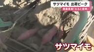 サツマイモ収穫が最盛期　土の中から丸々とした「なると金時」が次々と　主に京阪神へ出荷　徳島・鳴門市
