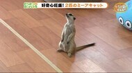 やっぱりカワイイ立ち姿 きょうだいミーアキャット【どうぶつのカンパネラ】静岡・富士市