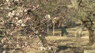 「まん延防止」適用後初の週末 ウメが咲き始めた栗林公園…感染防止対策に観光客も安心【香川・高松市】