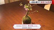 <自宅でお花見>20cmの小さな桜 升にミニ盆栽【新潟】
