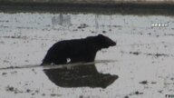 【注意】熊が各地で出没相次ぐ…ネコ散歩中に60代女性が左腕噛まれ大けが　専門家「クマの意識を集中させる」大型犬などペット連れは警戒を