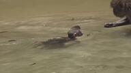 野生の子ザルたちが楽しそうに海水浴を楽しむ　癒される「幸島」夏の風景　サルの背中から「ジャンプ！」も