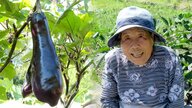皮が柔らかくてジューシー「志げ子なす」　一軒の農家が大事に育ててきた伝統野菜　女性3人が魅力発信【長野発】
