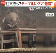 レストランのテラス席にクマが着席！？「酔っぱらってる？」目が据わり食べ残しを“つまみぐい”　トルコの国立公園