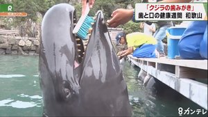 大きく口を開けて…「クジラの歯みがき」 和歌山・太地町「くじらの博物館」