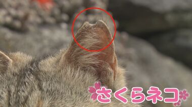 耳に斬り込みの“サクラネコ” その理由は?…「ネコの楽園」が抱える課題に取り組むプロジェクト【福岡発】