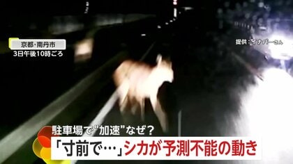 コンビニ駐車場に入り一気に加速“ショートカット追い越し”の瞬間　「寸前でチョチョチョっと…」止まっていたシカが突然飛び出し車と衝突