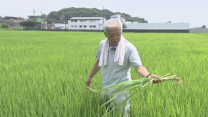 参院選の大きな争点“令和のコメ騒動” 価格と政府方針の変化に揺れる生産者の思い「急に作るわけには…」