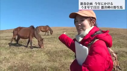 逞しく生きる姿が魅力　午年で注目　都井岬の御崎馬　女性ガイド「駆け抜ける１年に」