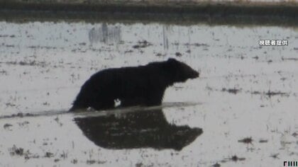 【注意】熊が各地で出没相次ぐ…ネコ散歩中に60代女性が左腕噛まれ大けが　専門家「クマの意識を集中させる」大型犬などペット連れは警戒を
