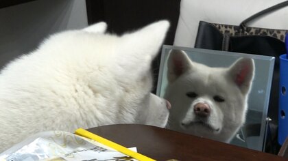 鏡で自分を見て固まる秋田犬の表情がジワる…どんな感情？飼い主に聞いてみた