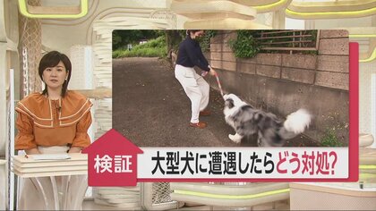 【検証】ドーベルマンやピット・ブル大型犬に遭遇したらどう対処？