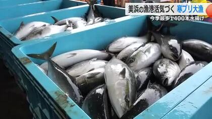 「待ちに待った」大漁！寒ブリ1400本　美浜町の日向漁港　今シーズン一番の水揚げにあふれる活気　17キロ超えの大物も