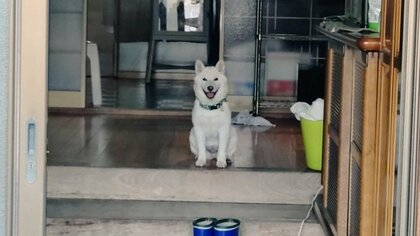 「お前が行くんだよっ！！」散歩に連れだそうとする飼い主を笑顔で見送る柴犬に爆笑…飼い主に“拒否柴”だったのか聞いた