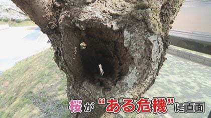 “春爛漫”満喫  しかしその裏で… 忍び寄る”消滅の危機”  樹齢50年のソメイヨシノの幹に巨大な穴が… 【福岡発】