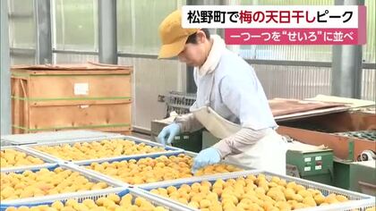 「熱中症予防で食べて」松野町でウメの天日干し作業ピーク　特産を梅干しに　本場・和歌山で加工【愛媛】